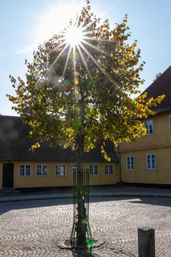 Træ på Sorø torv