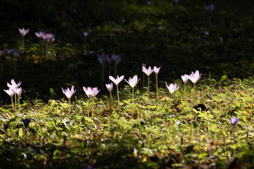 Blomster i Akademihaven